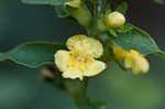 Mullein foxglove